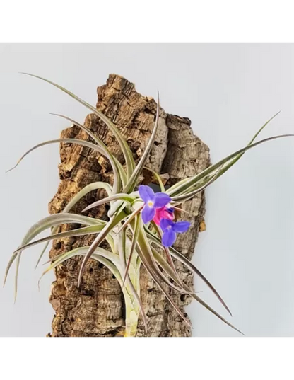 Tillandsia Aeranthos Aemula