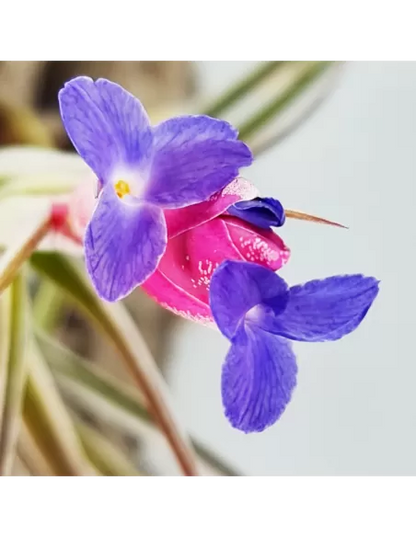 Tillandsia Aeranthos Aemula
