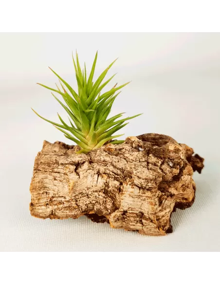 Tillandsia Aeranthos Bronze