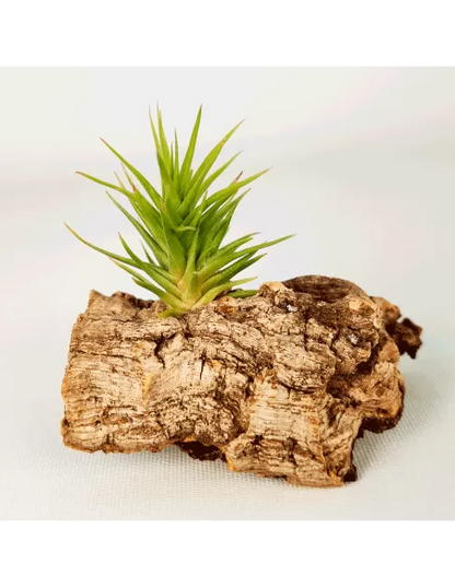 Tillandsia Aeranthos Bronze