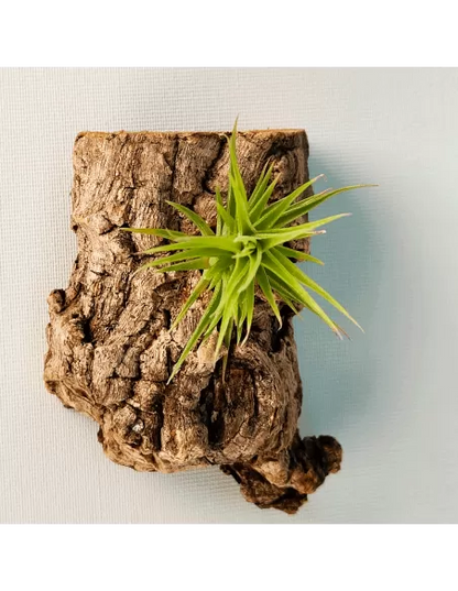 Tillandsia Aeranthos Bronze