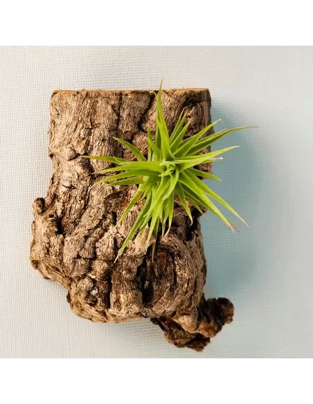 Tillandsia Aeranthos Bronze