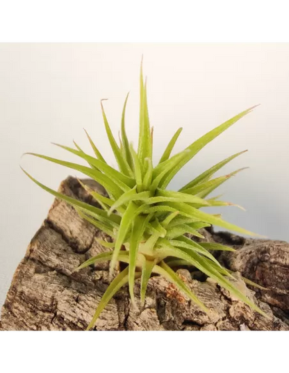 Tillandsia Aeranthos Bronze