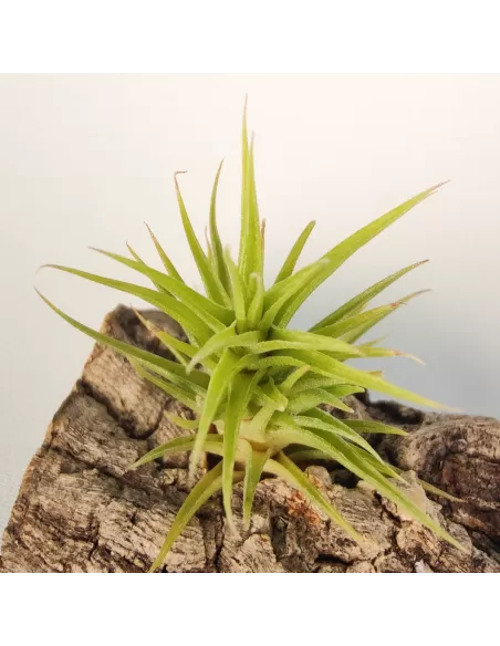 Tillandsia Aeranthos Bronze