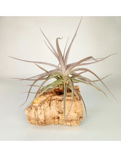 Tillandsia Aeranthos Burgundy