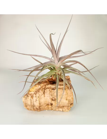 Tillandsia Aeranthos Burgundy