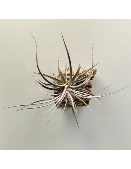 Tillandsia Aeranthos Burgundy