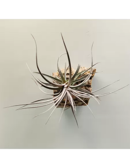 Tillandsia Aeranthos Burgundy
