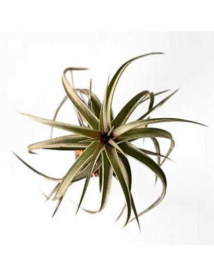 Tillandsia Aeranthos Curly