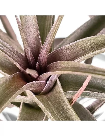 Tillandsia Aeranthos Curly