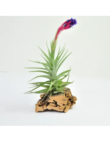 Tillandsia Aeranthos Dark Flower