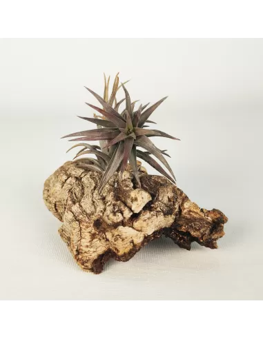 Tillandsia Aeranthos Enana Negra