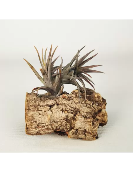Tillandsia Aeranthos Enana Negra