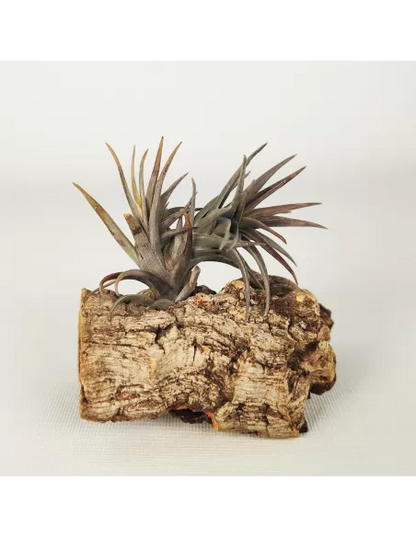 Tillandsia Aeranthos Enana Negra