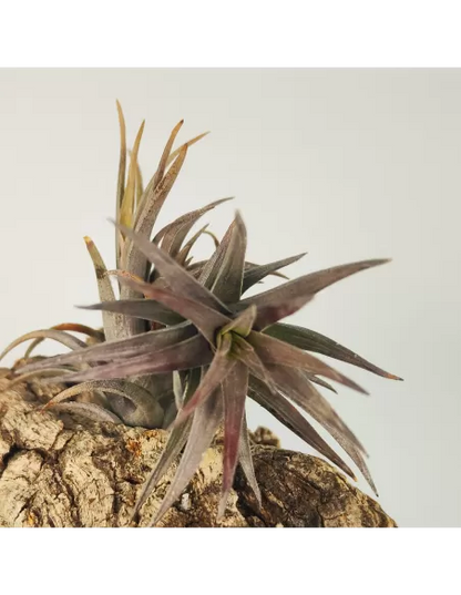 Tillandsia Aeranthos Enana Negra