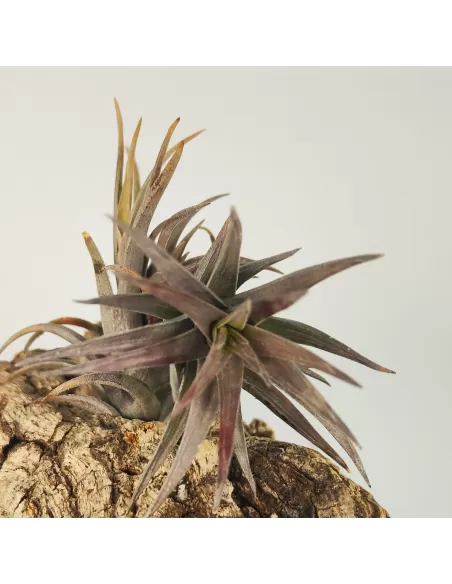 Tillandsia Aeranthos Enana Negra