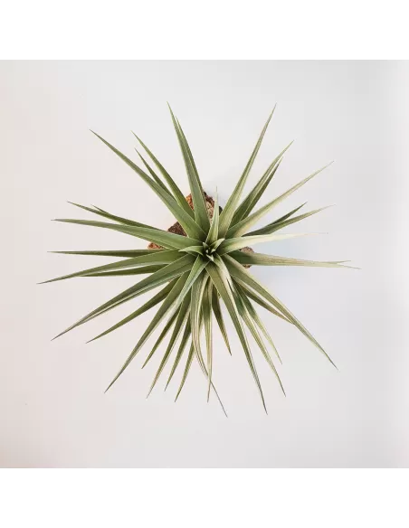 Tillandsia Aeranthos Giant Form
