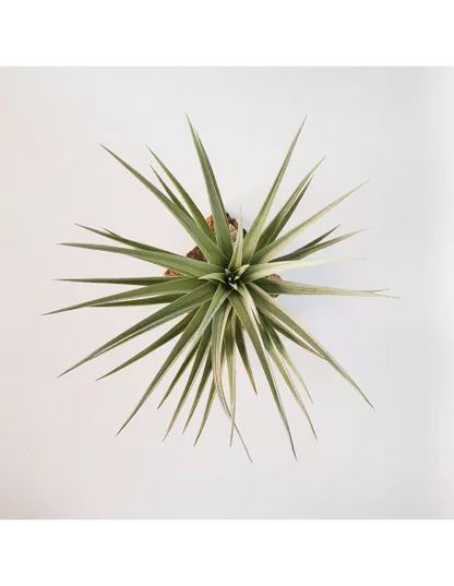 Tillandsia Aeranthos Giant Form