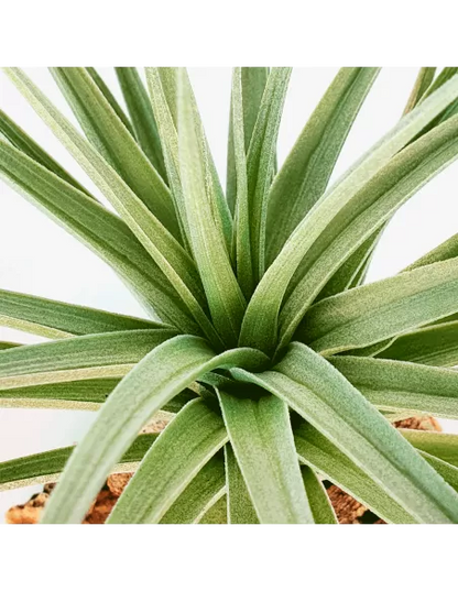 Tillandsia Aeranthos Giant Form