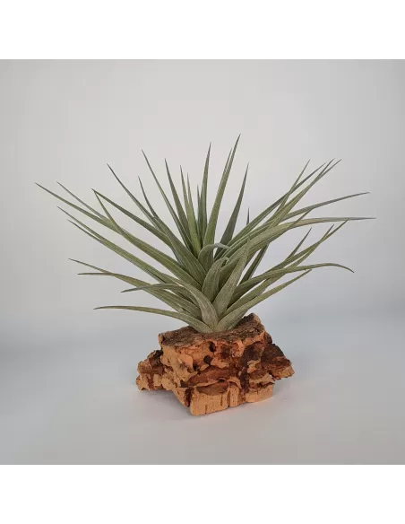Tillandsia Aeranthos Giant Form
