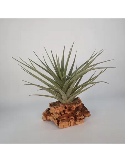 Tillandsia Aeranthos Giant Form