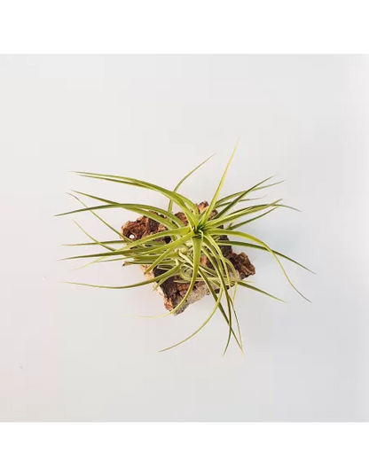 Tillandsia Aeranthos Major