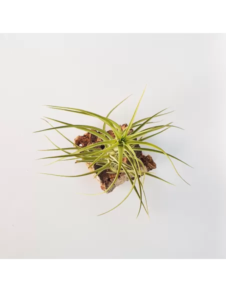 Tillandsia Aeranthos Major