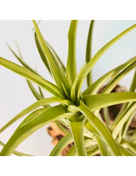 Tillandsia Aeranthos Major