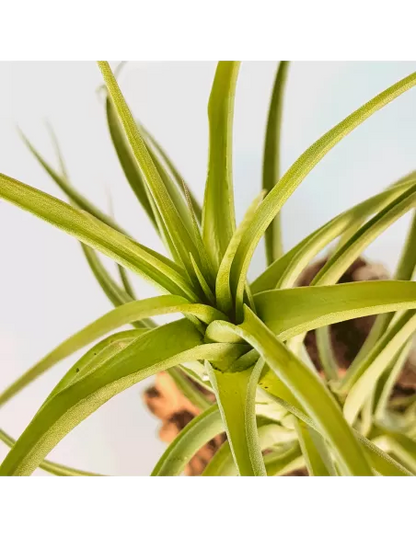 Tillandsia Aeranthos Major
