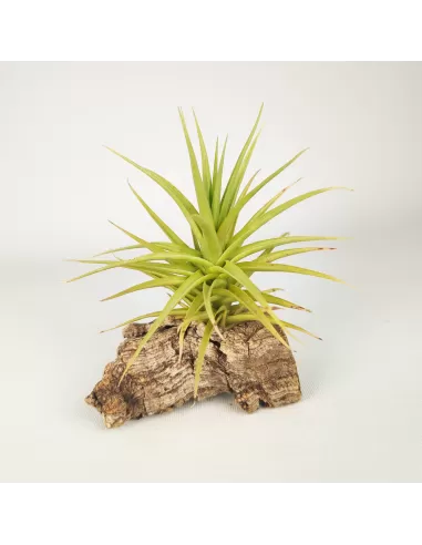 Tillandsia Aeranthos Miniata