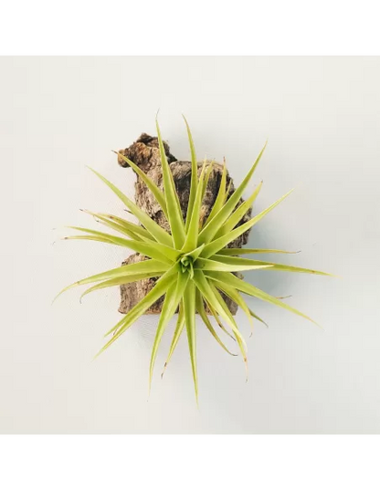 Tillandsia Aeranthos Miniata