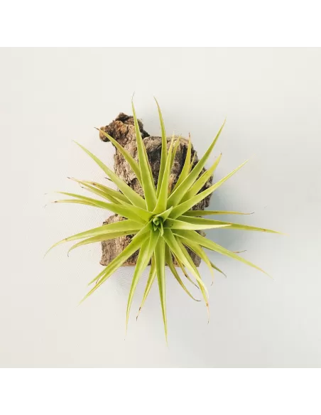 Tillandsia Aeranthos Miniata