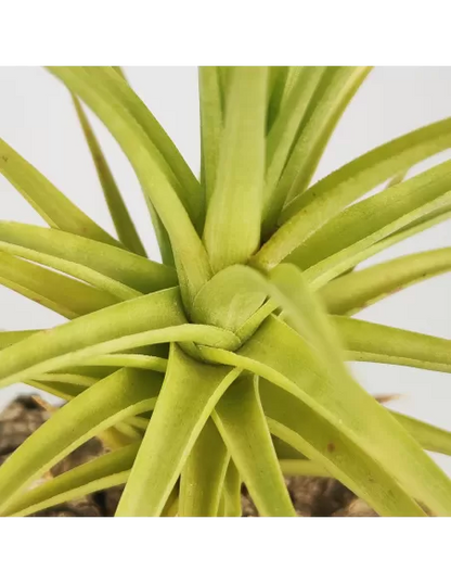 Tillandsia Aeranthos Miniata