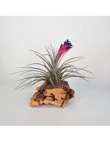 Tillandsia Aeranthos Negra
