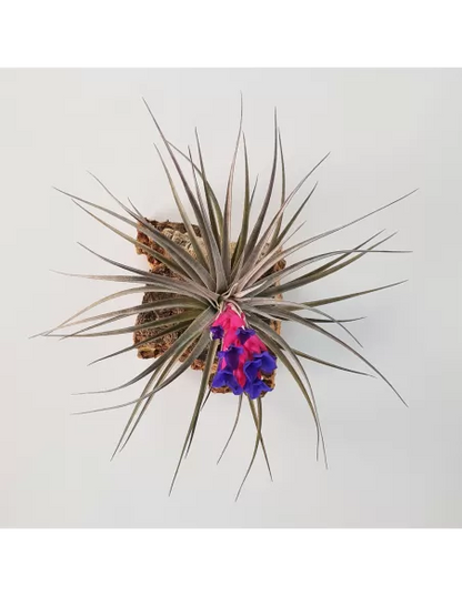 Tillandsia Aeranthos Negra