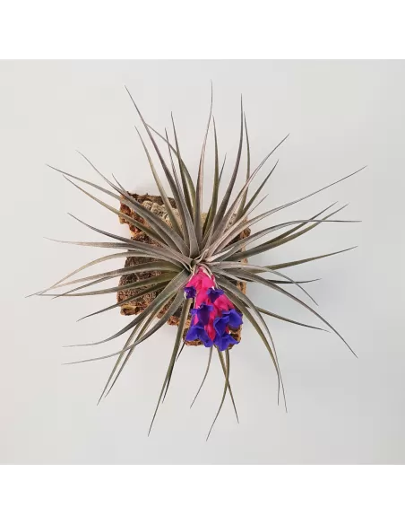 Tillandsia Aeranthos Negra