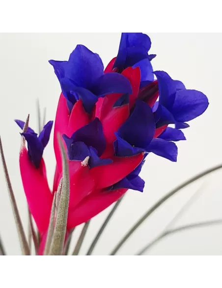 Tillandsia Aeranthos Negra