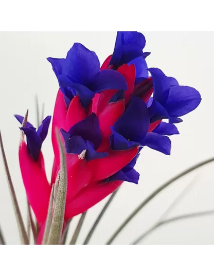 Tillandsia Aeranthos Negra