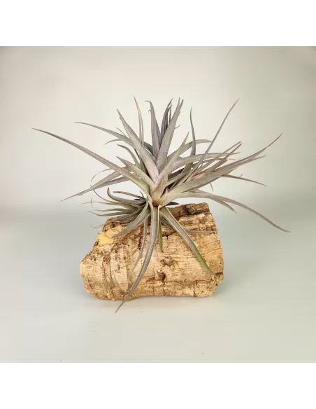 Tillandsia Aeranthos Purple Leaf