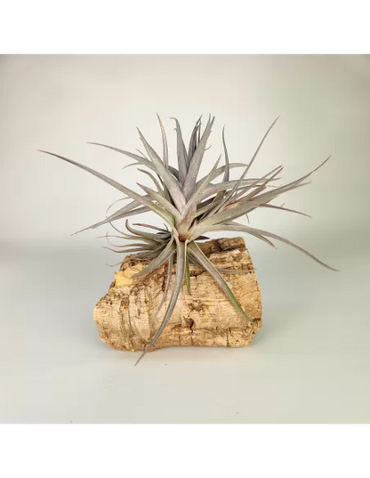 Tillandsia Aeranthos Purple Leaf