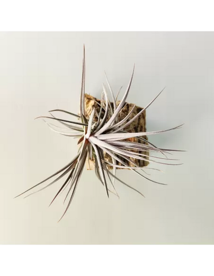 Tillandsia Aeranthos Purple Leaf