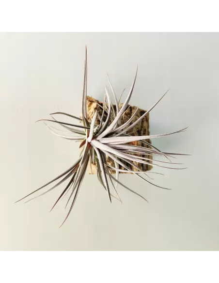 Tillandsia Aeranthos Purple Leaf
