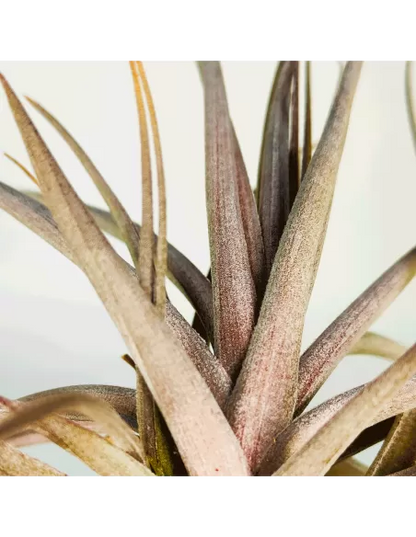 Tillandsia Aeranthos Purple Leaf