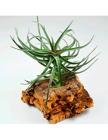 Tillandsia Aeranthos Red-Leaved