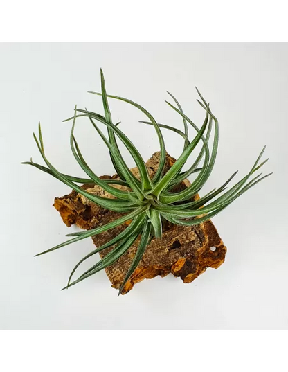 Tillandsia Aeranthos Red-Leaved