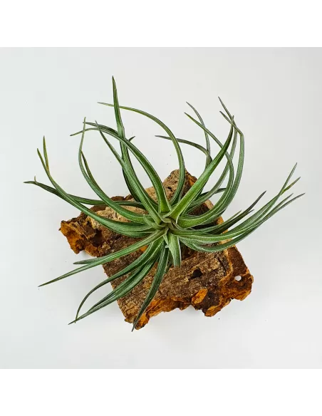 Tillandsia Aeranthos Red-Leaved