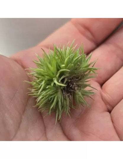 Tillandsia Aeranthos Teddy Bear
