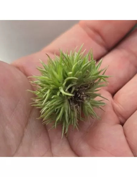Tillandsia Aeranthos Teddy Bear