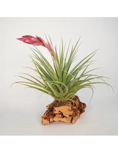 Tillandsia Aeranthos Tropic Skye