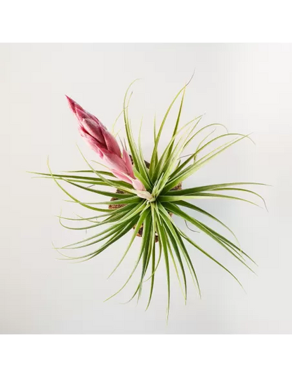 Tillandsia Aeranthos Tropic Skye